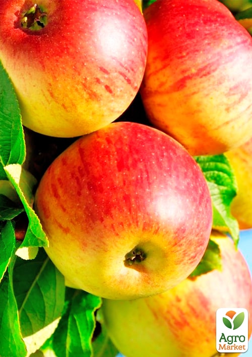 Яблуня "Аполлон" (літній сорт, ранній термін дозрівання)