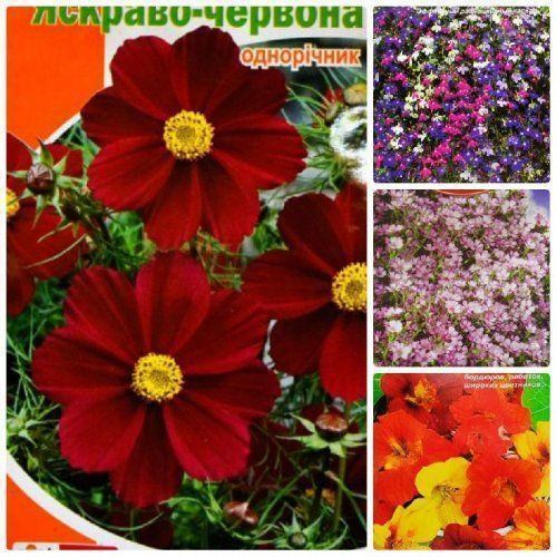 Комплект семян цветов "Прелесть" 5уп