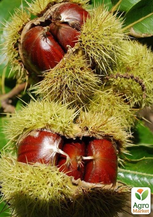 Каштан съедобный "Неаполитанский" высота 20см