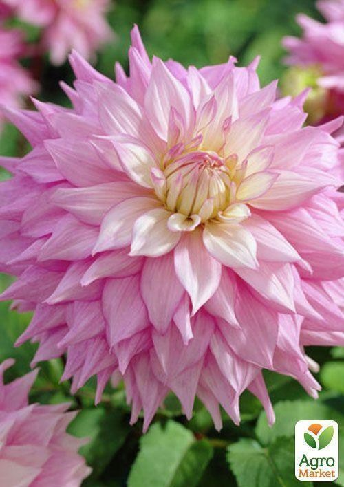 Жоржина"Sir Alf Ramsay" - фото 3