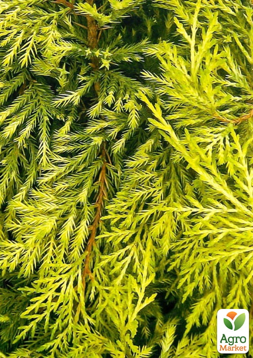 Можжевельник средний "Gold Star" С2, диаметр 20-30см - фото 2