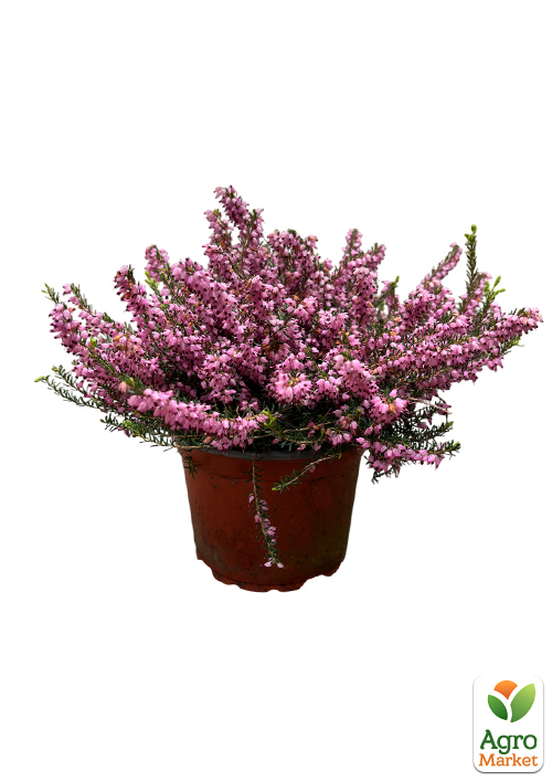 Эрика цветущая 2х-летняя "Darly Dale" вазон С2 - фото 3