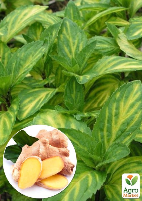 М'ята Імбирна Джінжер (Mentha Ginger Mint)