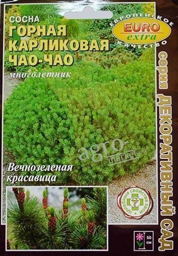 Сосна гірська карликова Чао-Чао "ТМ" Аеліта "0.05г