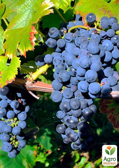 LMTD Виноград "Pinot Noir" (сортовой, укорененный) - фото 3