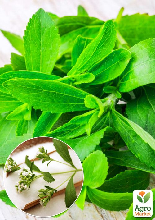 Стевія "Медова трава" саджанець