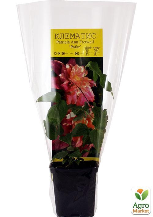 Клематис "Patricia Ann Fretwell Pafar" - фото 5