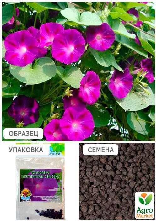 Іпомея "Пурпурова зірка" (Зипер) ТМ "Весна" 1г - фото 3