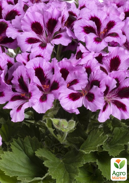 Пеларгония Королевская Aristo "Lilac Purple" 