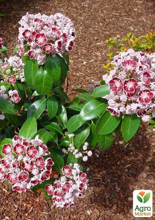 Кальмия latifolia "Bandeau" - фото 2