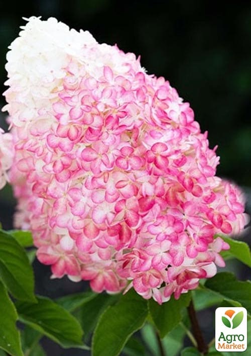 Гортензія волотиста "Pink & Rose" вазон Р9