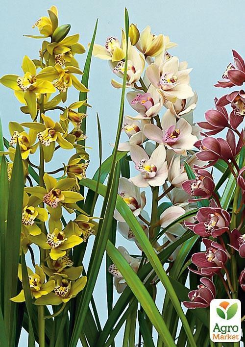 Цимбідіум мікс "Cymbidium mixed" дм. 14 см вис. 80 см