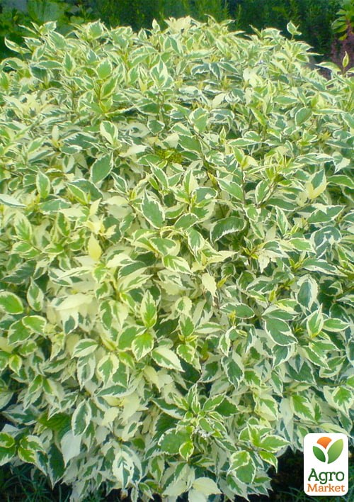 Дерен "Elegantissima" Кизил Татарський (висота саджанця 20-30см)