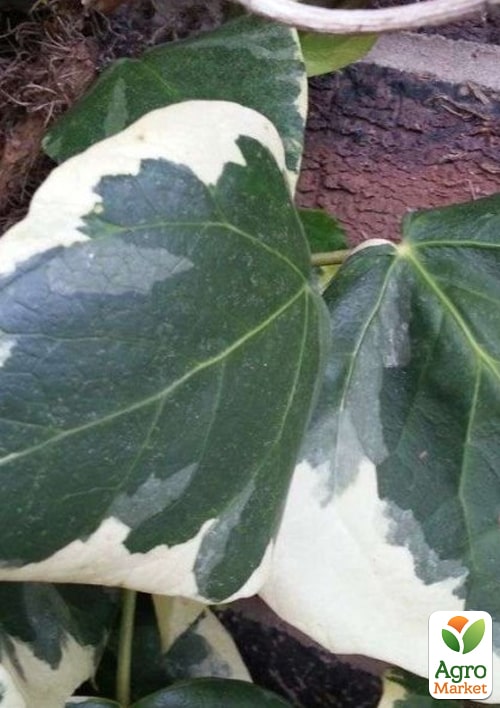 Плющ алжирський "Gloire de Marengo" контейнер Р9 - фото 2