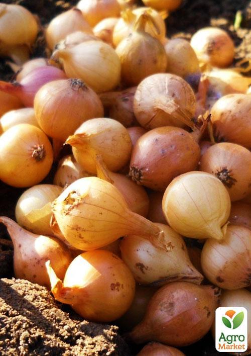 Лук-севок 1кг (арбажейка) "Халцедон" (Украина) - фото 6
