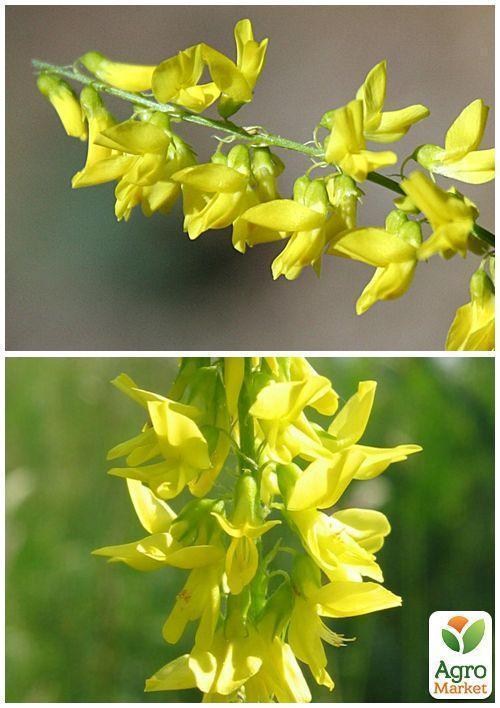 На развес Донник желтый ТМ "Весна" цена за 30г - фото 2