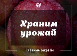 Як правильно зберігати урожай яблук і груш до весни