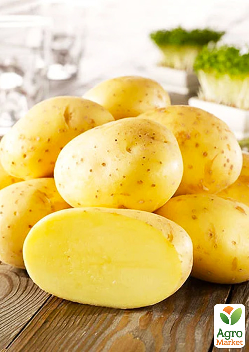 Картопля "Ласунок" насіннєва середньопізня (1 репродукція) 1кг