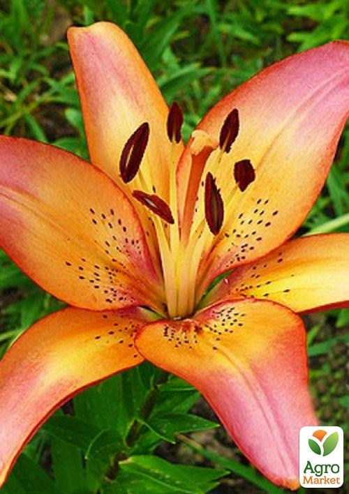 Лілія Кімнатна "Lady Like"