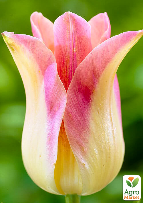 Тюльпан "Elegant Lady" (лілієподібний)
