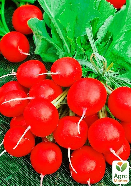 Редис "Королева рынка" (Зипер) ТМ "Весна" 7г - фото 2