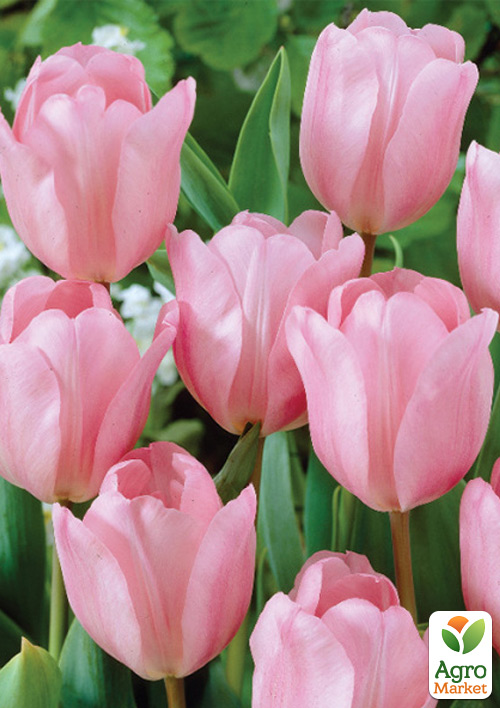 Тюльпан "Apricot Delight" 