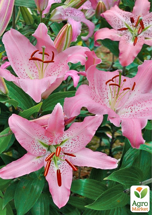 Лилия "Josephine" (Гигантский цветок) - фото 2