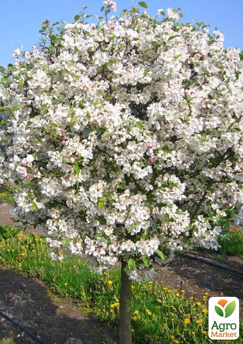 Яблуня (райське яблуко) "Еверест" - фото 4