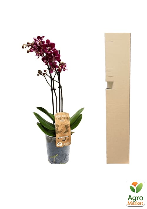 Орхідея (Phalaenopsis) "Wine" - фото 5