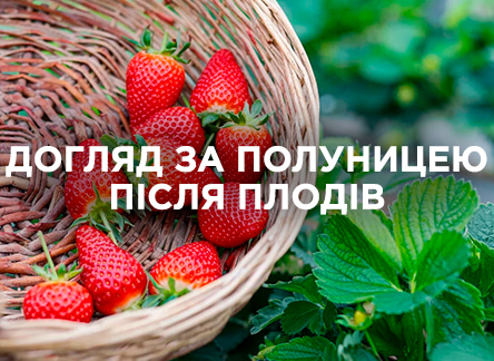 Как ухаживать за клубникой после плодоношения?