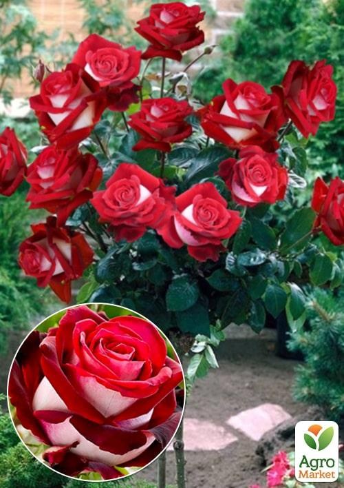 Окулянти Троянди на штамбі «Nicole»