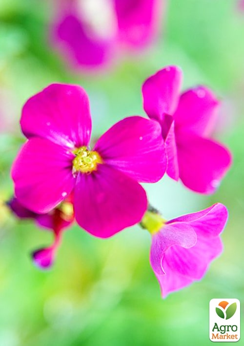 Обрієта "Red Cascade" (контейнер Р9) - фото 3