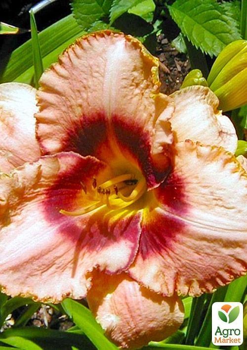 Лилейник "Pookie Bear" 