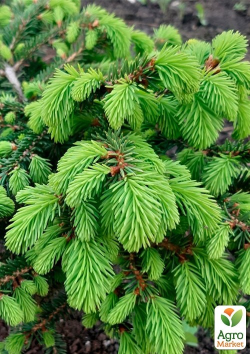 Ель обыкновенная "Nidiformis" (ком/сетка) диаметр 55-60см - фото 3