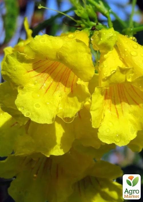 Кампсис желтый "Flava" - фото 2