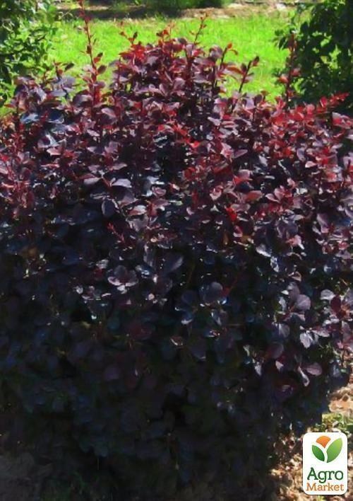 Барбарис оттавский "Суперба" (Superba)