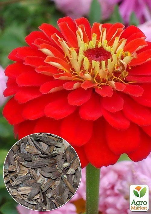На вагу Цинія "Червона махрова" ТМ "Весна" ціна за 4г