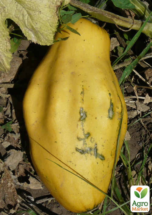 Кабачок "Папайя" ТМ "Vesna Select" 10шт - фото 3