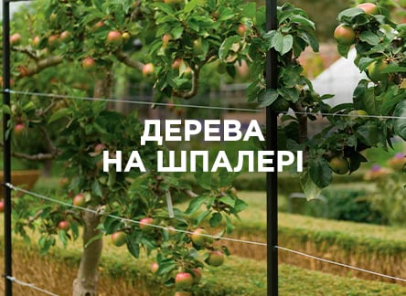 Особливості вирощування дерев на шпалері