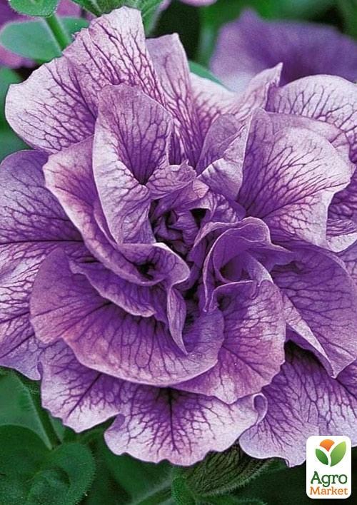 Сурфиния "Sugar Plum" (контейнер № 10, высота 10-15 см)