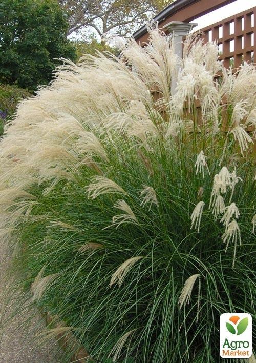 Мискантус "Grosse Fontane" (вазон Ø17)