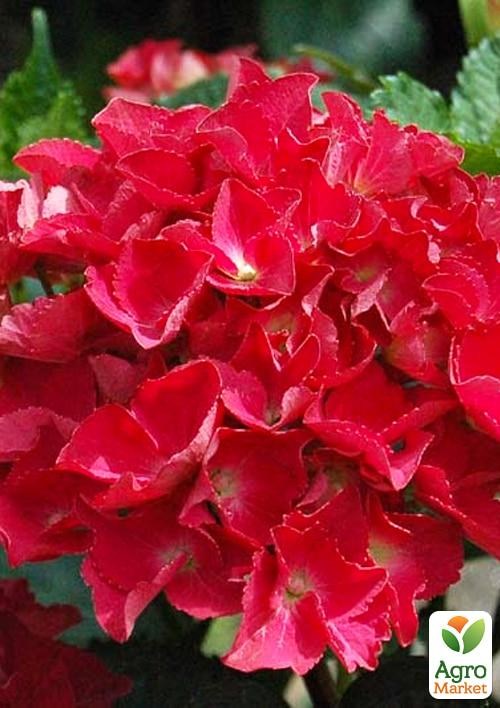 Гортензия крупнолистная курчавая "Red beauty"