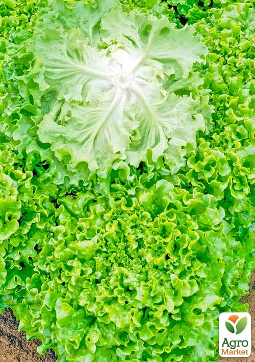 Салат "Танго" (Зипер) ТМ "Весна" 3г - фото 2