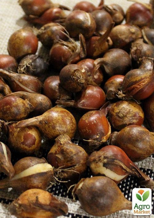 Тюльпан "Polychroma" (розмір 6/+) 3шт в упаковці - фото 2