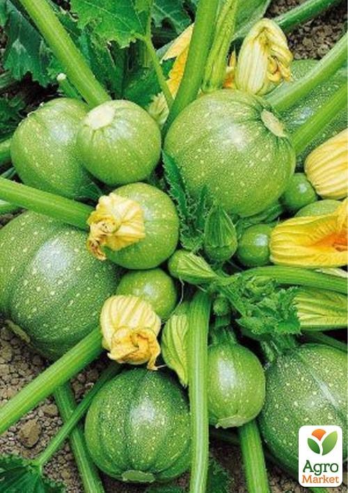 Кабачок "М'ячик" ТМ "Vesna Select" 10шт