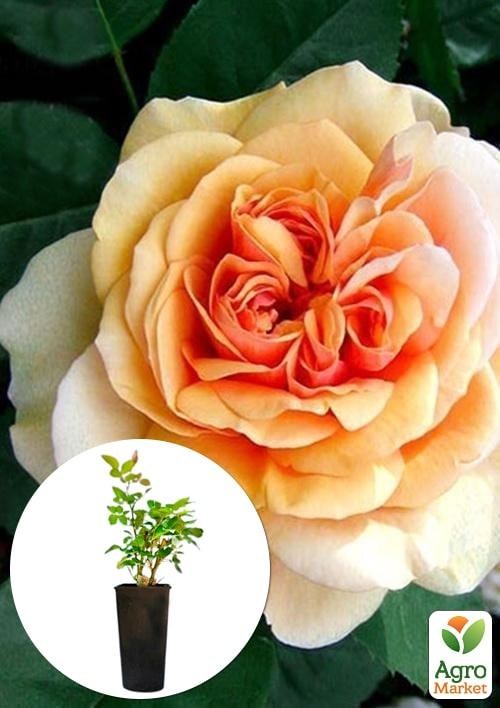 Роза в контейнере английская "Charles Austin" (саженец класса АА+)