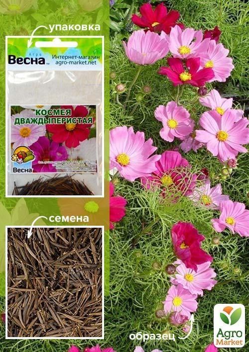 Космея "Дваждыперистая" (Зипер) ТМ "Весна" 1г