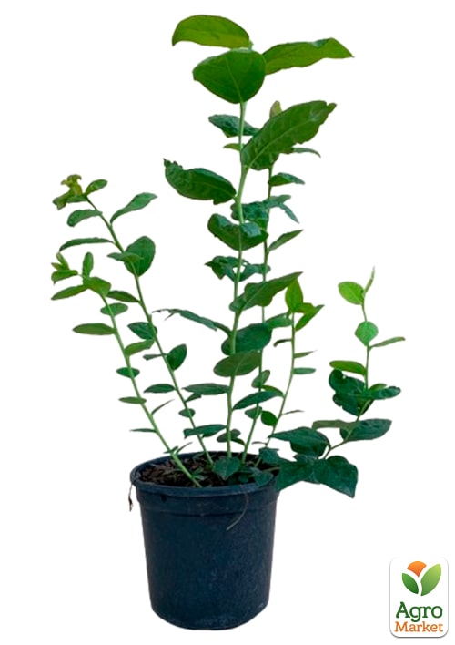 Лохина (чорниця садова) 2 роки "Сієрра" (Sierra) С2 висота 50-60см - фото 8