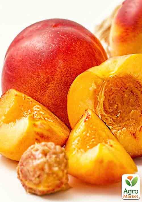 Нектарин "Ред Голд" (лисий персик, літній сорт, середній термін дозрівання)