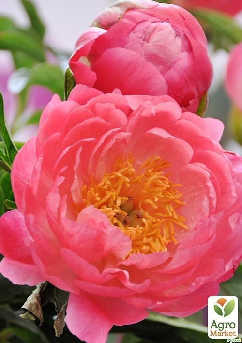 Пион травянистый "Pink Hawai Coral" 1шт в упаковке